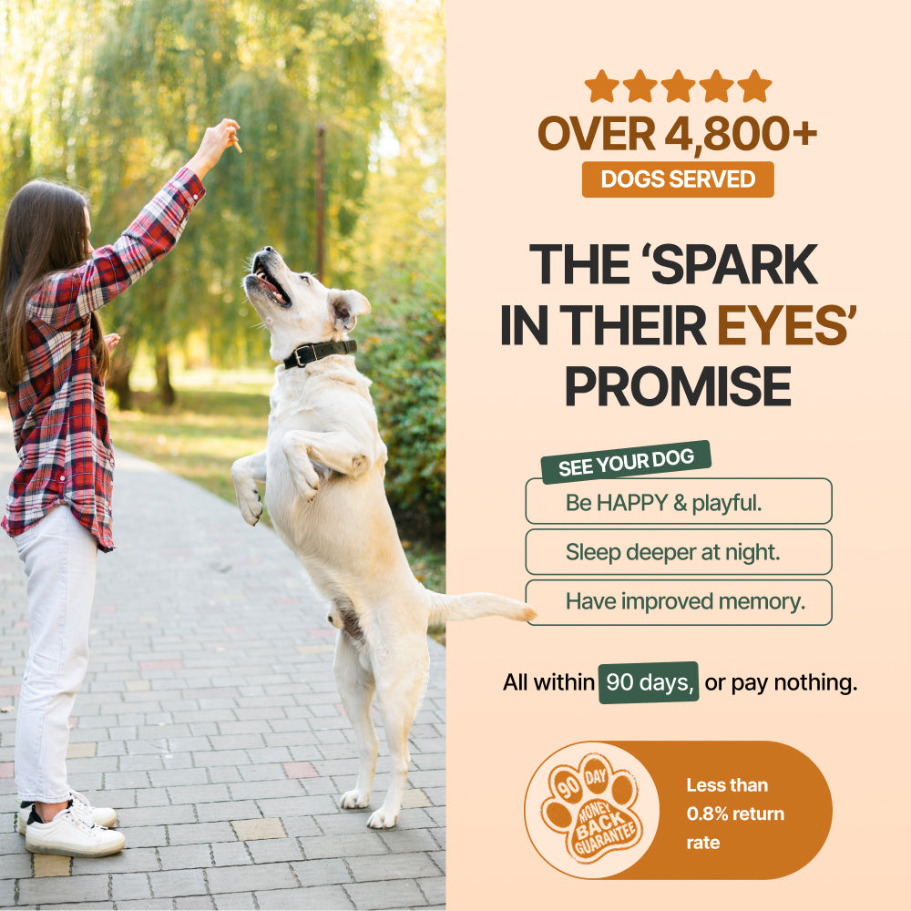 Decade Dog™ Daily Brain Health