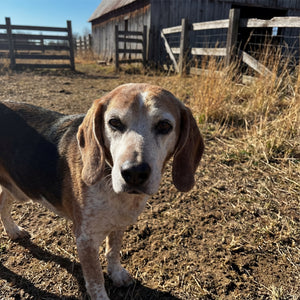 Happy dog from the Decade Dog family
