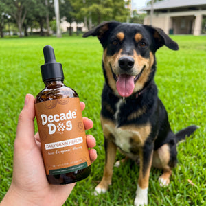 Happy dog from the Decade Dog family