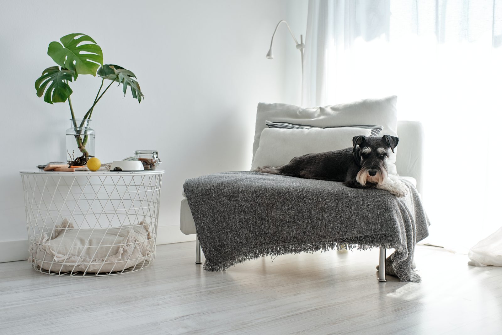 A miniature schnauzer lies on a gray throw on a white chaise in a sunlit room, beside a wire side table holding a monstera cutting.