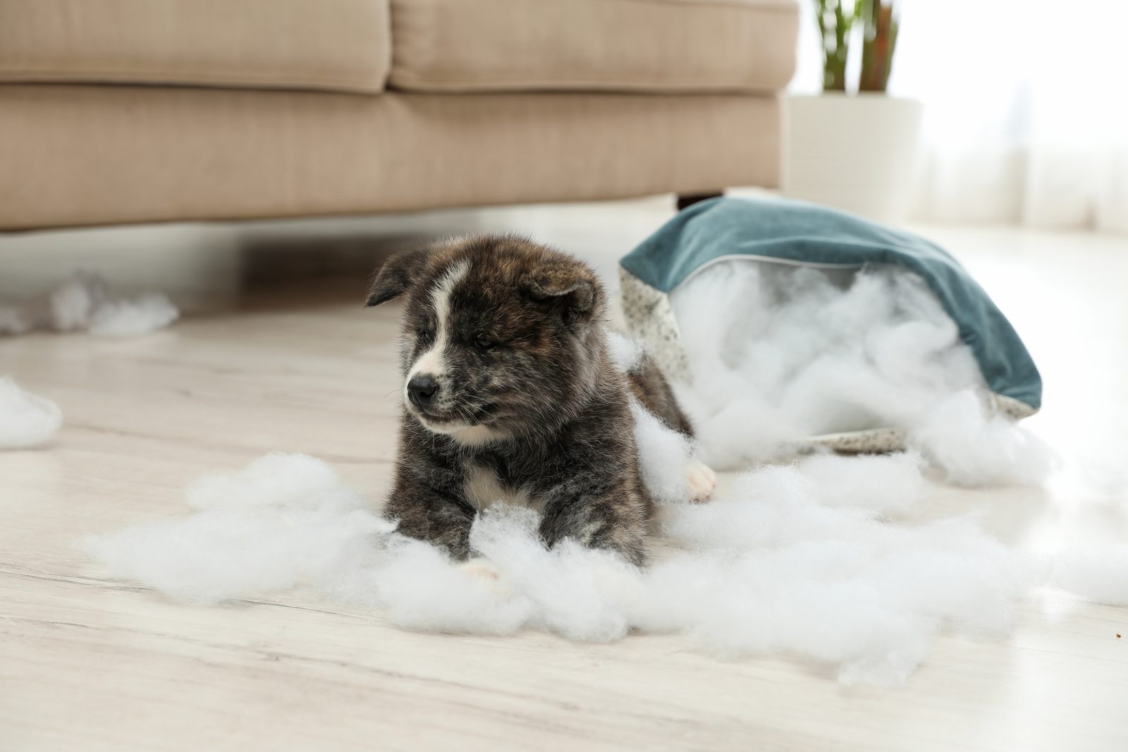 Akita puppy lying on a light wood floor beside a torn blue dog bed, with loose white stuffing spilled across the floor around it