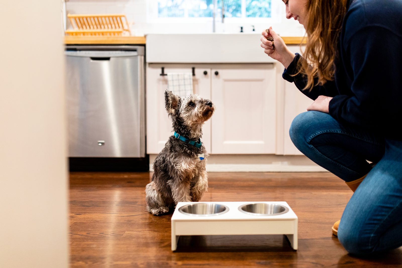 Schnauzer sitting beside a raised white stand with two steel bowls as a woman in jeans kneels on a wood kitchen floor