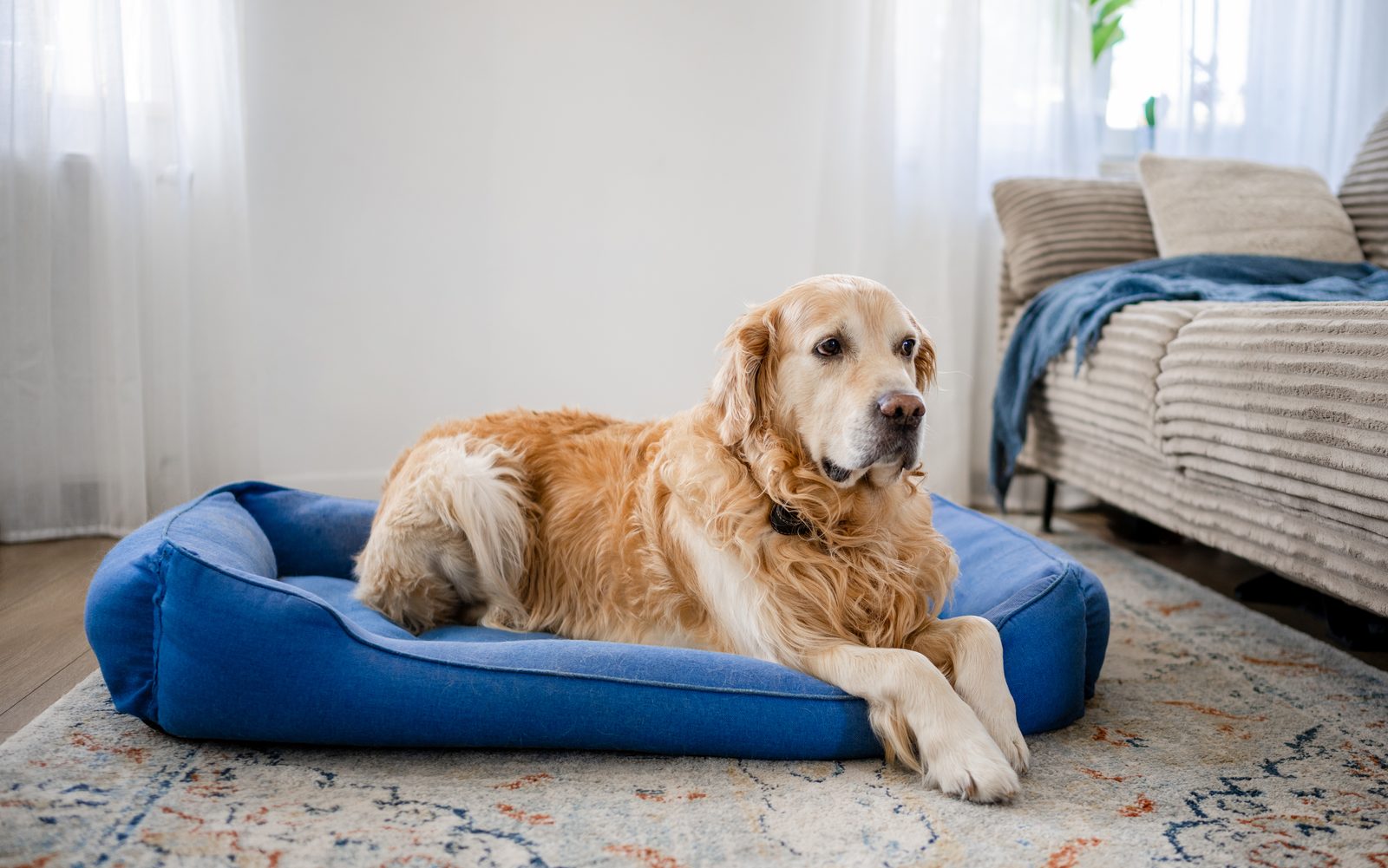 Golden retriever lying on a blue bolster dog bed on a patterned rug in a bright living room beside a sofa