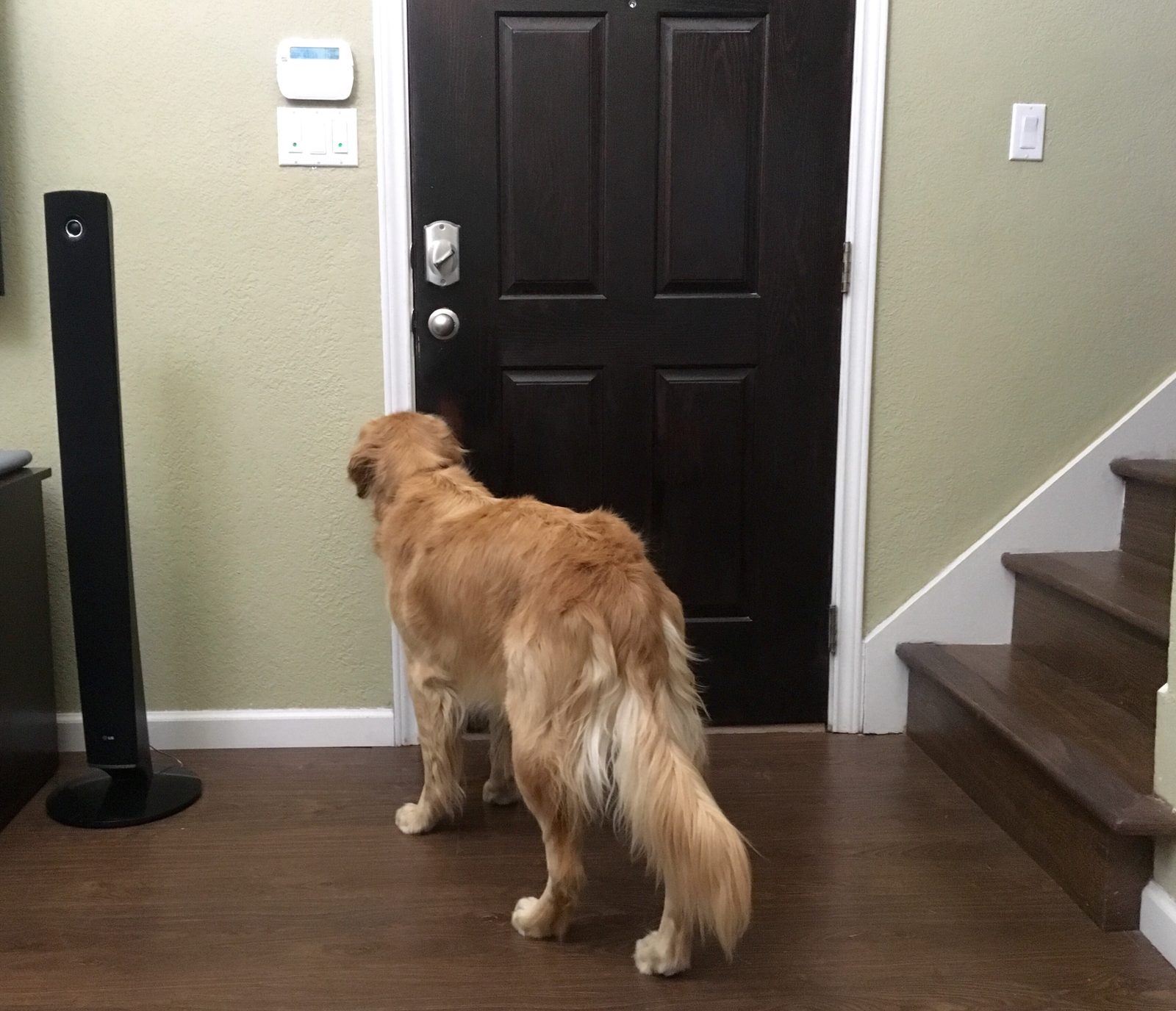 Golden retriever standing in a hallway facing a closed dark wooden front door, with stairs to the right and a speaker on the left