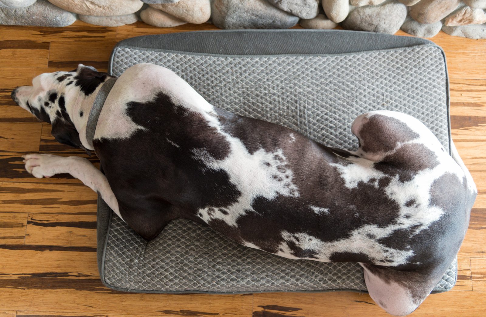 Black and white Great Dane asleep on a grey cushioned dog bed, head and front legs stretching past the edge onto a wooden floor