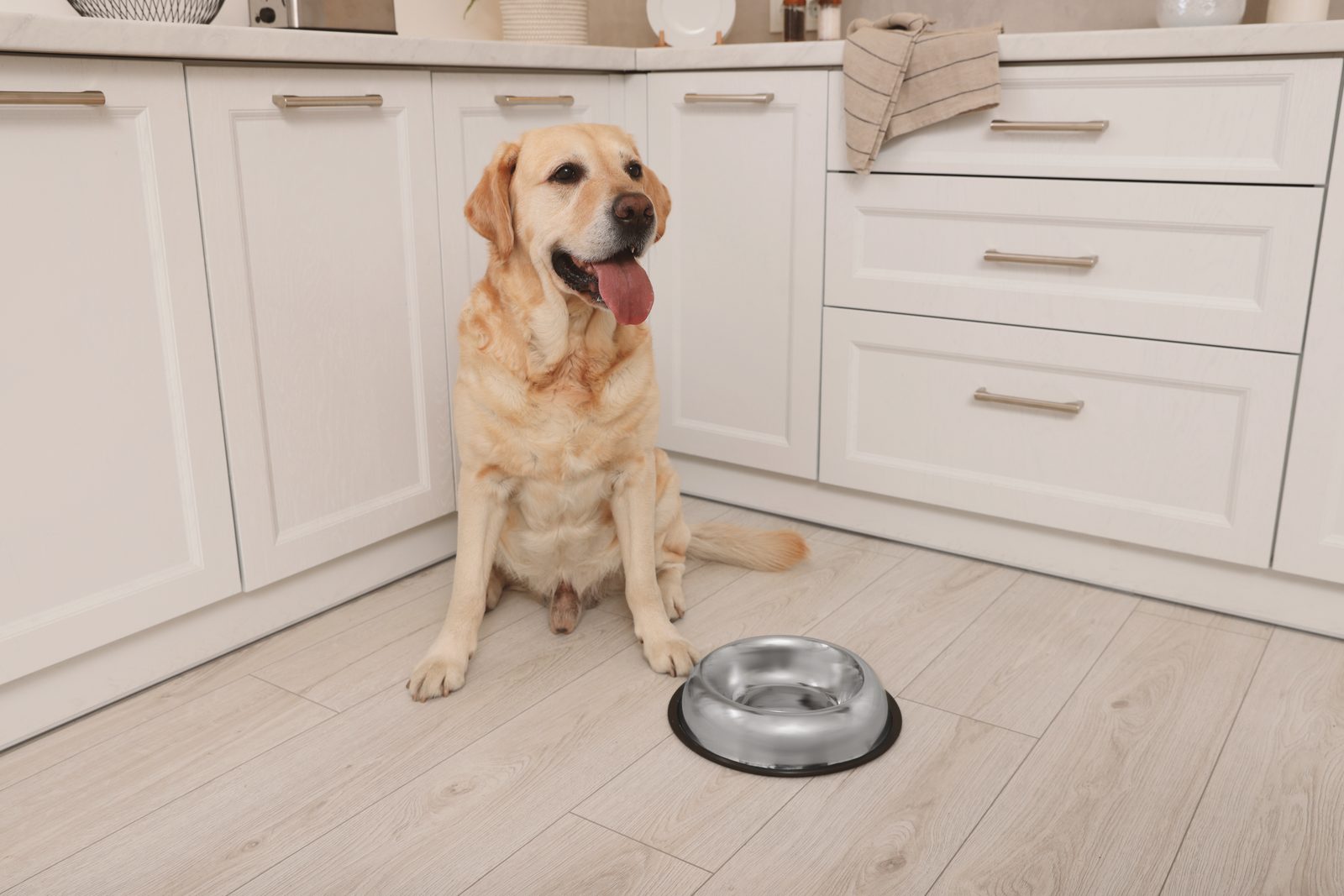 Yellow Labrador retriever sitting on a light wood kitchen floor beside an empty stainless steel food bowl