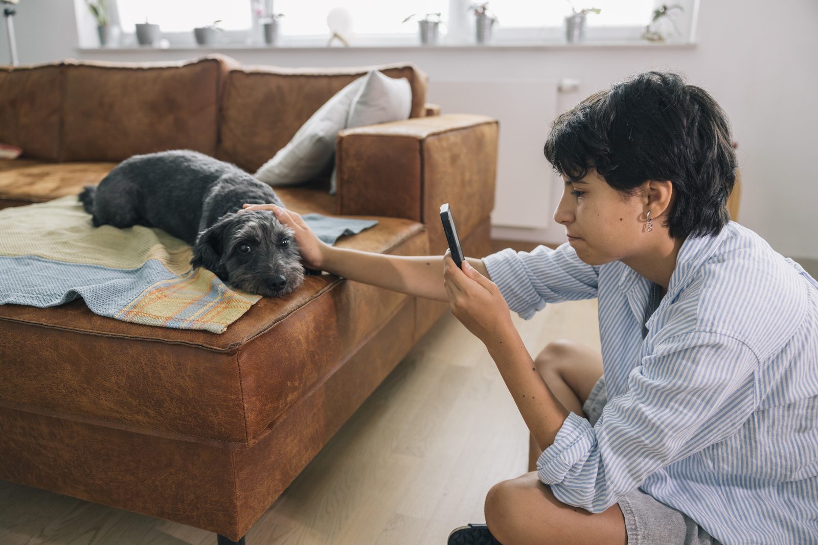 Woman sitting on a wooden floor taking a phone photo of her gray scruffy dog resting on a blanket on a brown leather sofa