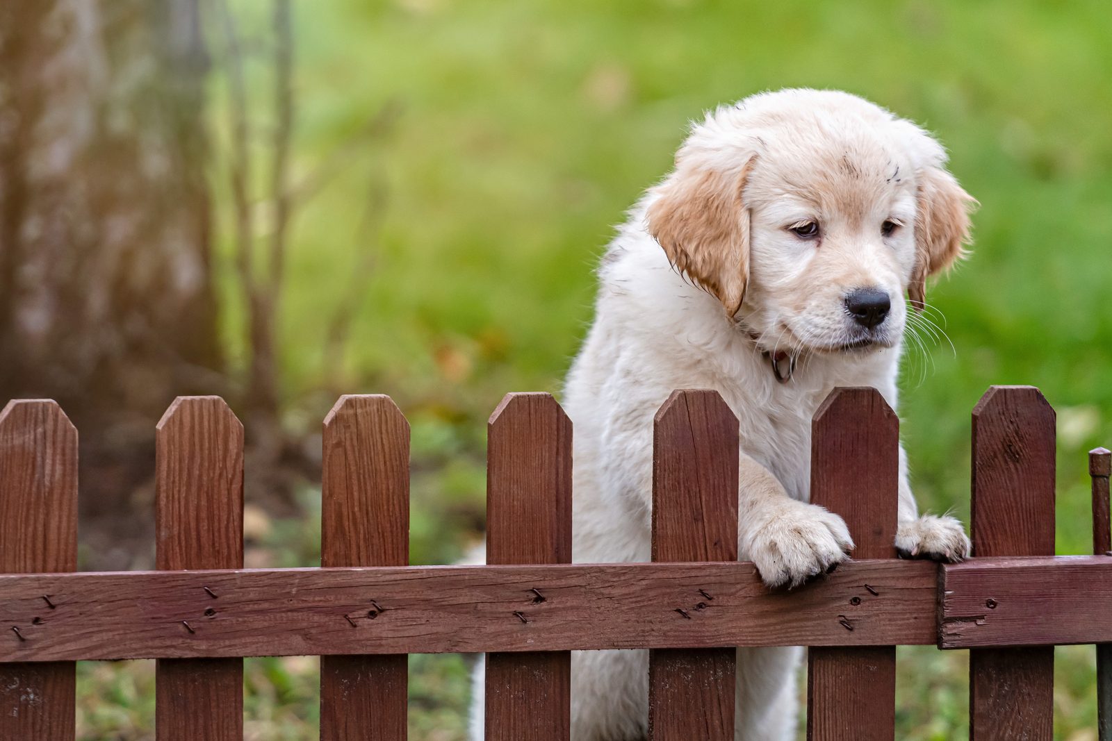 Golden Retriever puppy resting its front paws on a low brown picket fence and looking out over a grassy yard