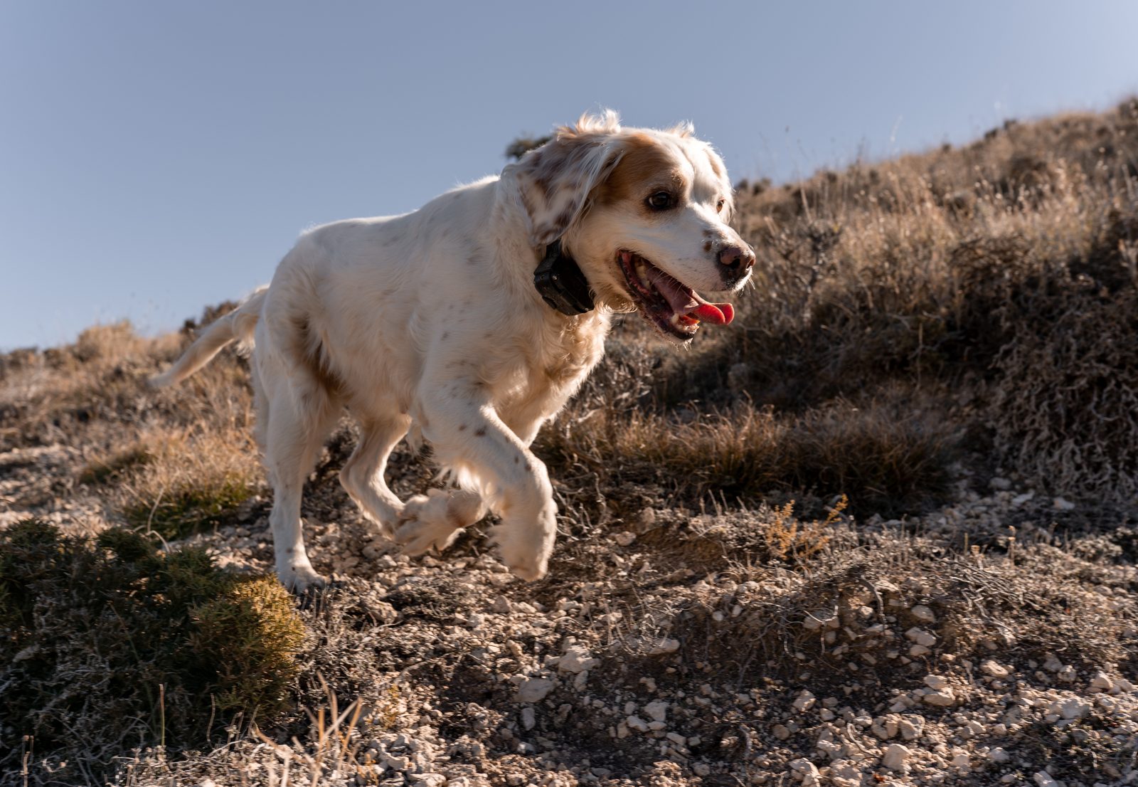 English setter wearing a dark collar unit trots uphill across dry, rocky scrubland under a clear blue sky